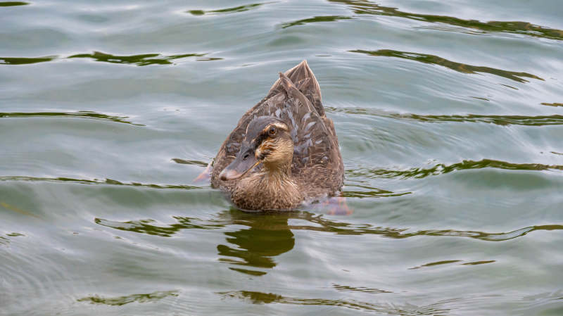 鸭子在水中游泳图片
