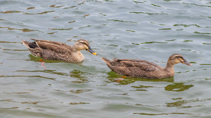 湖中游弋的两只鸭子图片