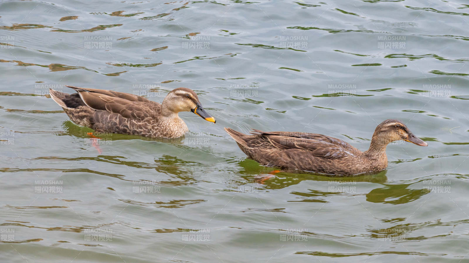 湖中游弋的两只鸭子图片