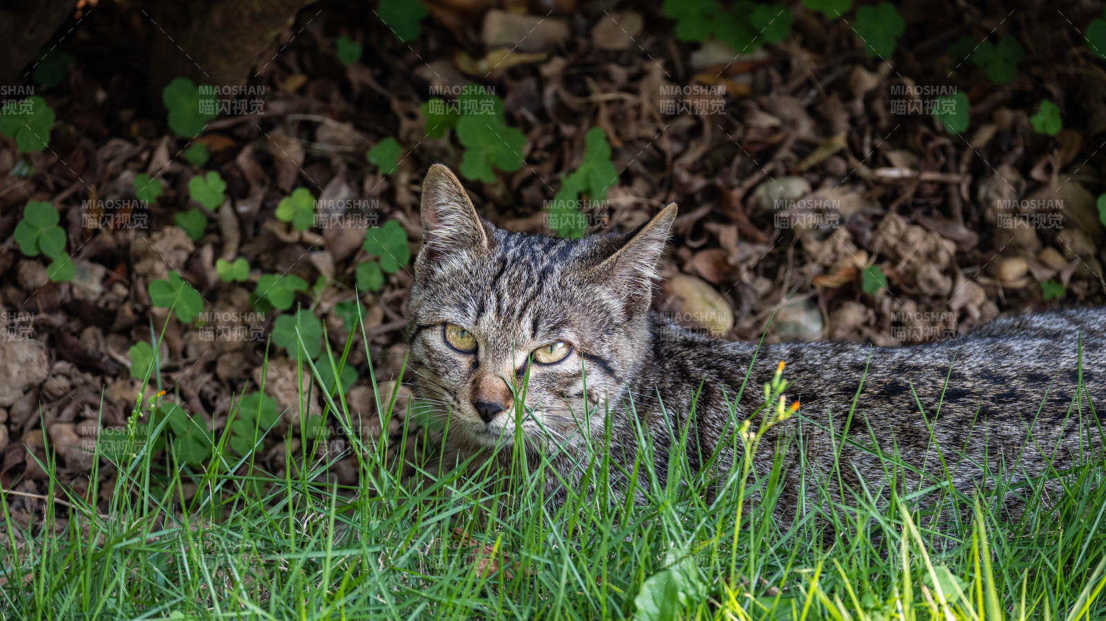 草丛中的虎斑猫图片