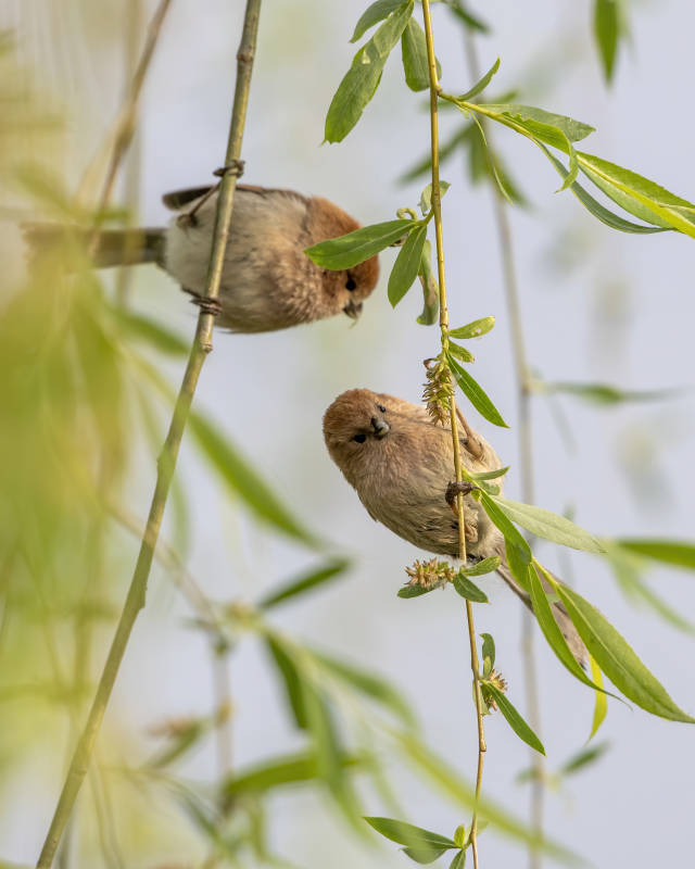 两只小鸟栖息在柳树枝上图片