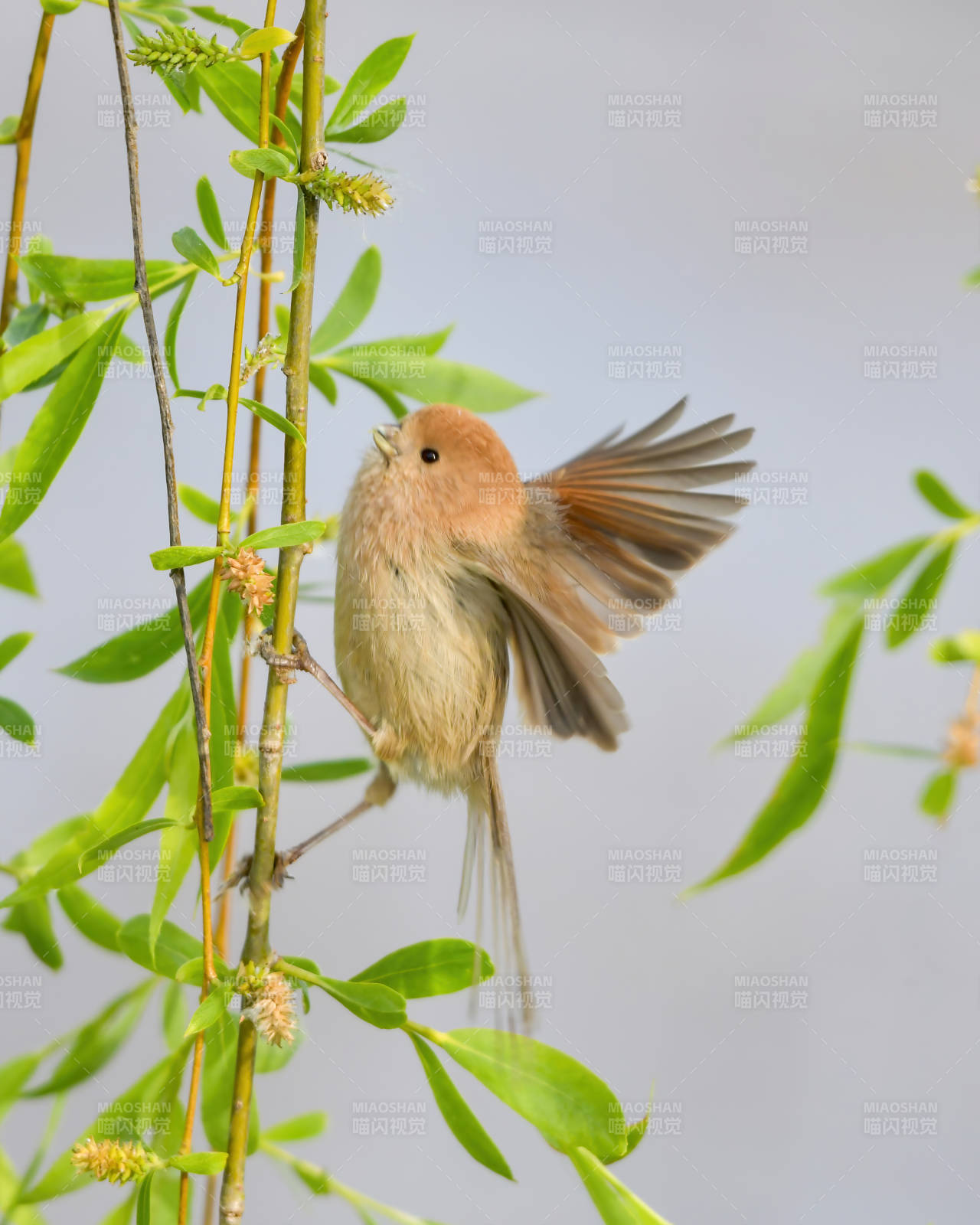 小鸟展翅 春意盎然图片