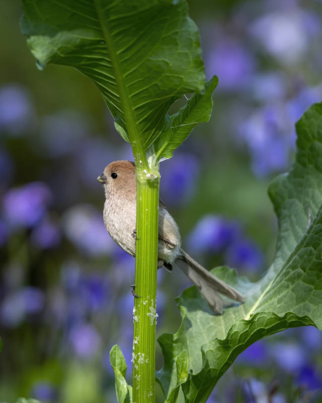 小鸟栖息在绿叶间图片