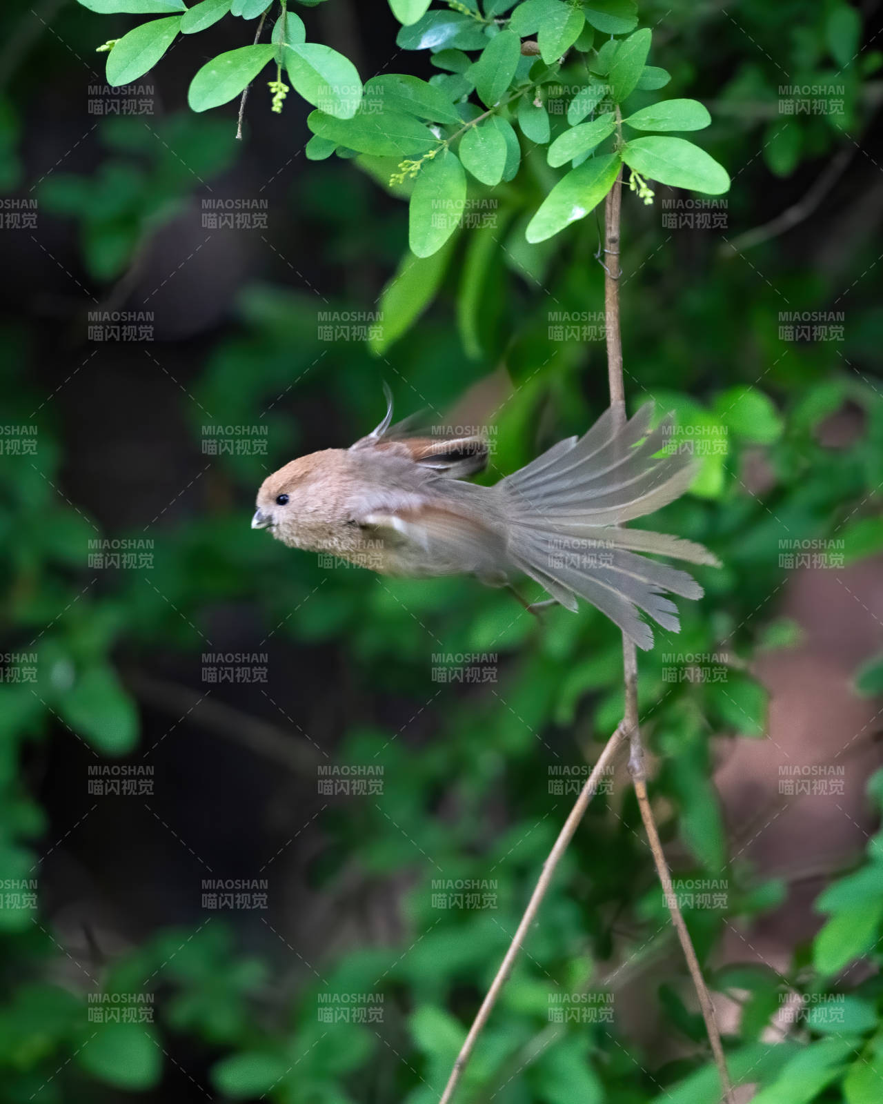 飞翔的鸟儿图片