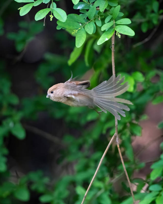 飞翔的鸟儿图片