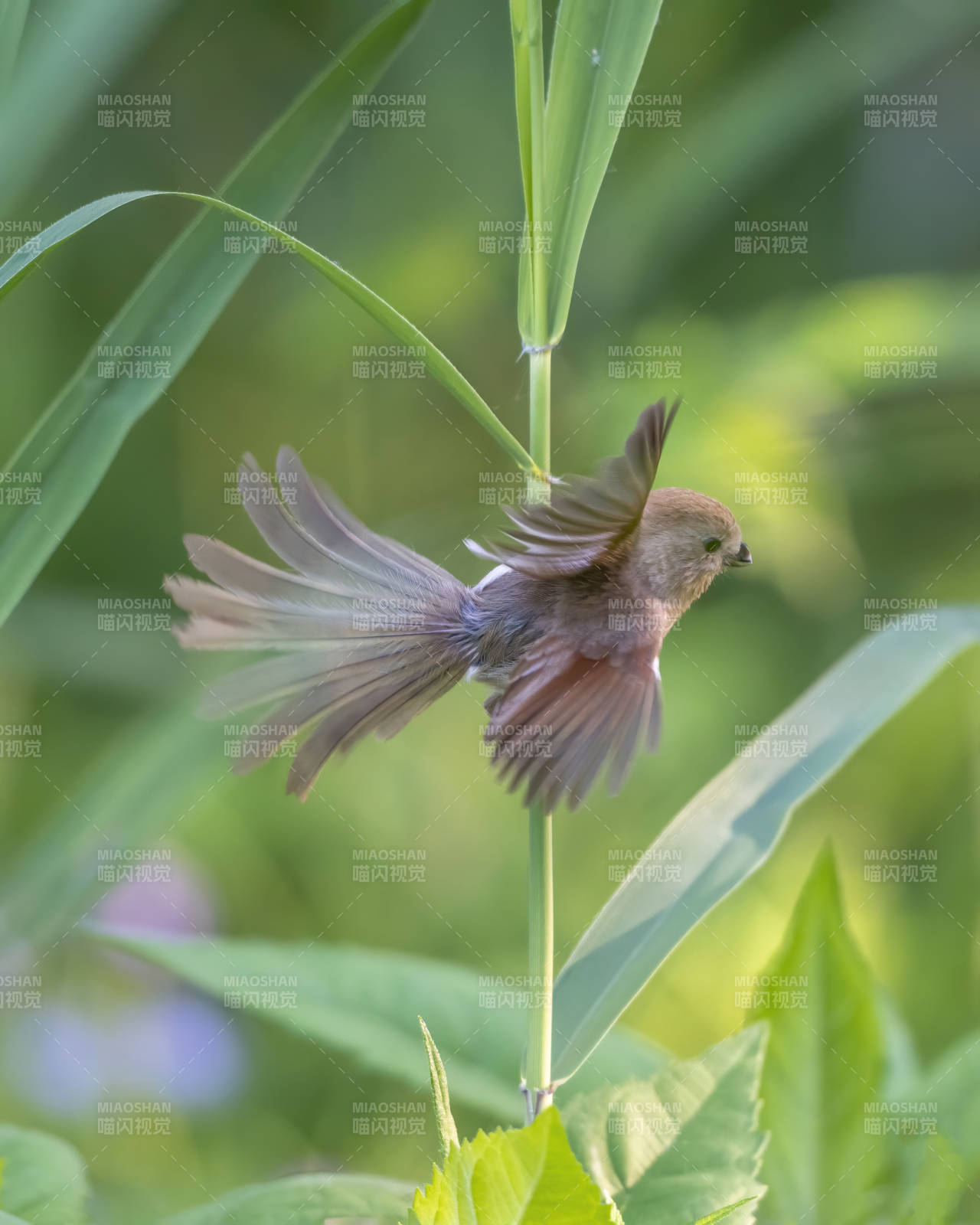 飞翔的鸟儿图片