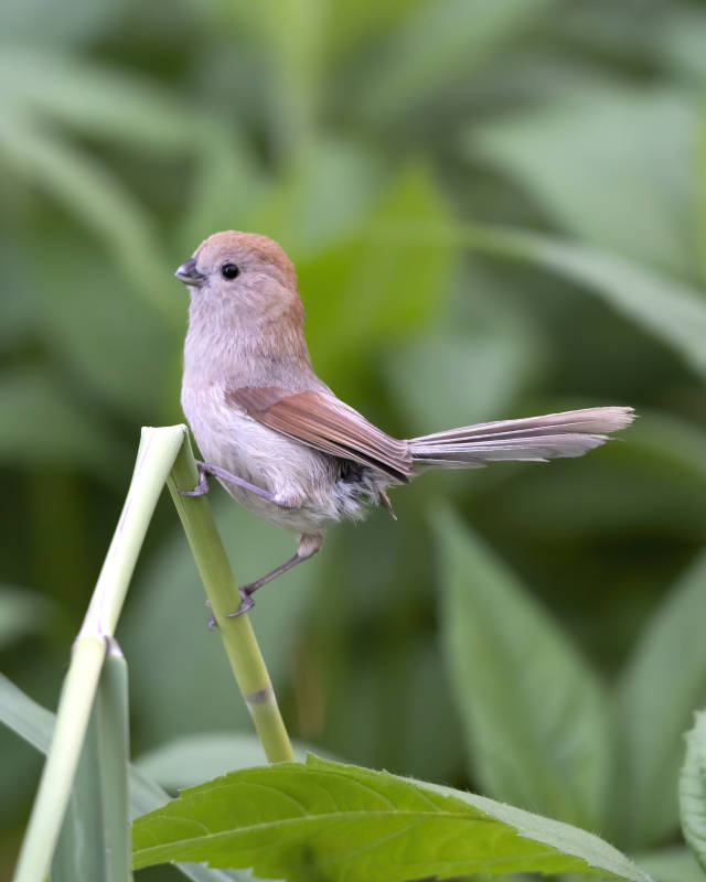 小鸟栖息在绿色植物上图片