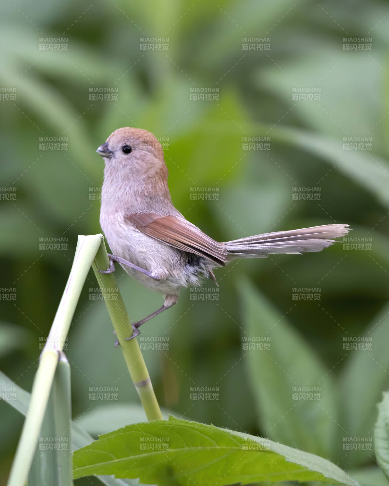 小鸟栖息在绿色植物上图片