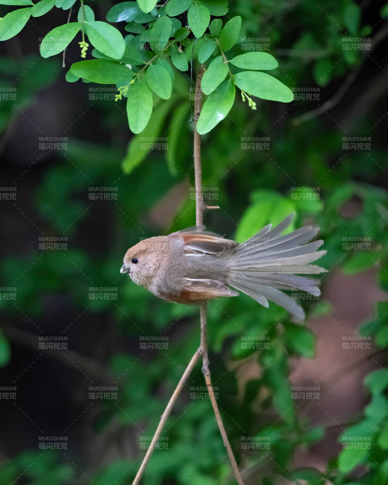 小鸟栖息在细枝上图片