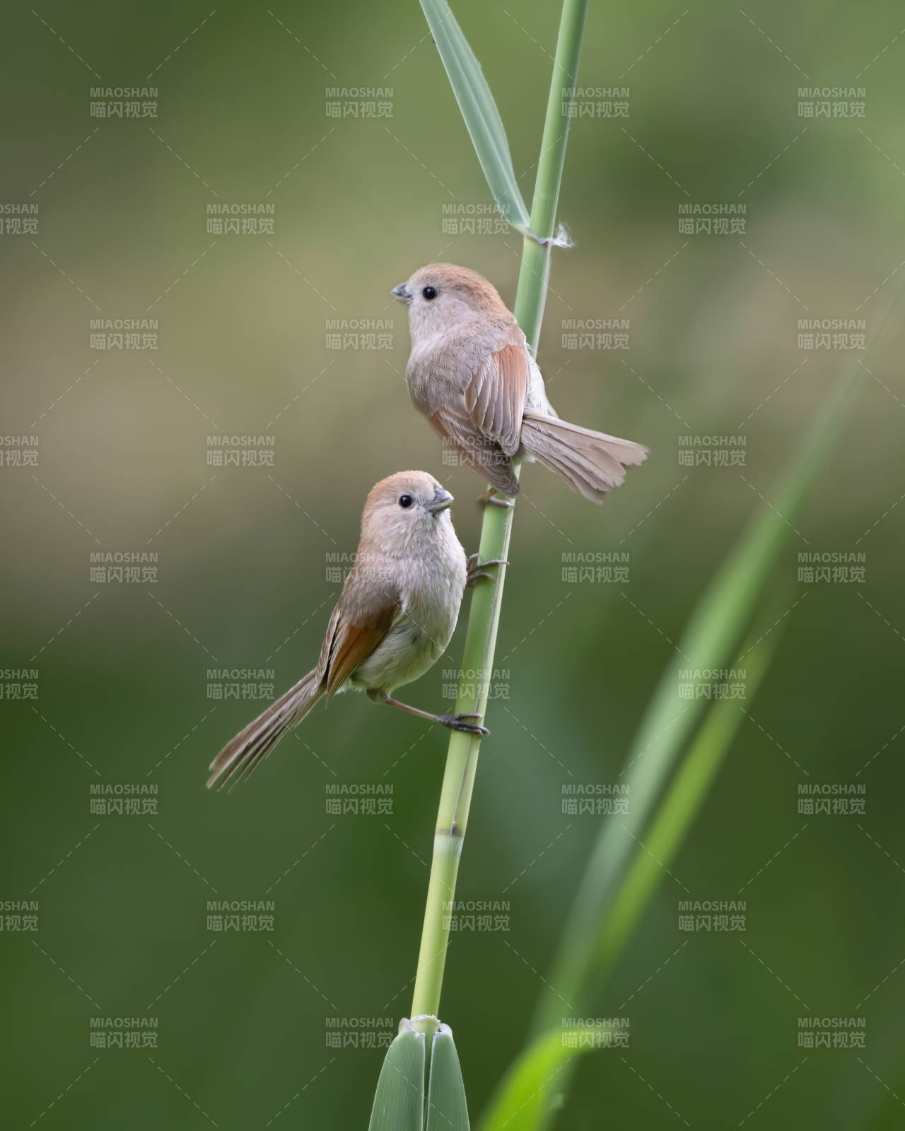 两只小鸟栖息在草茎上图片