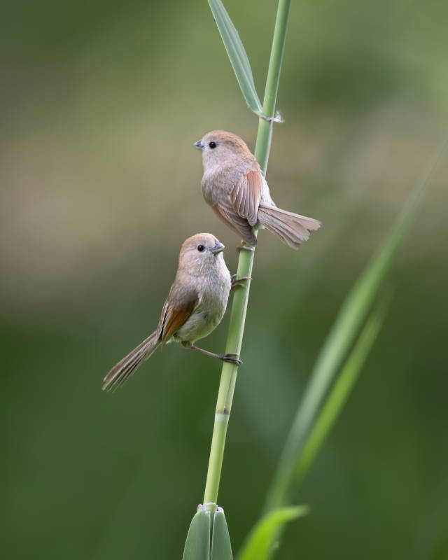 两只小鸟栖息在草茎上图片