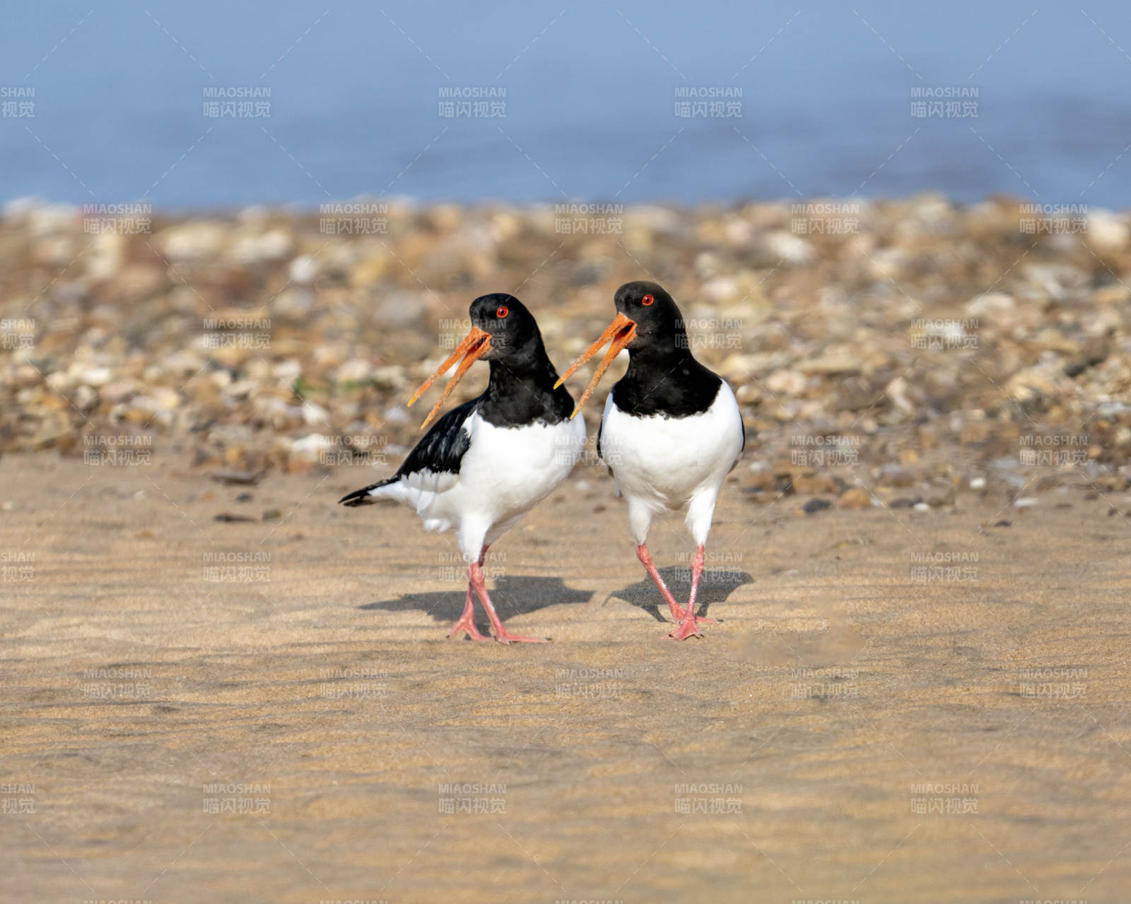 海滩上的两只鸟图片