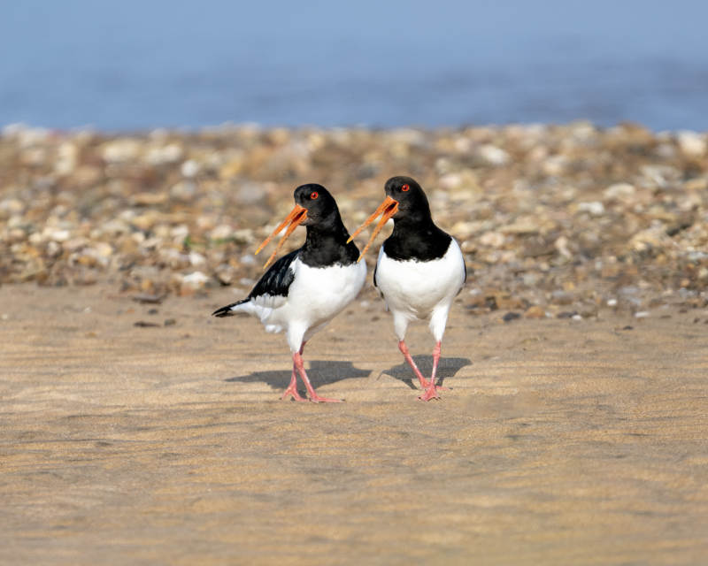 海滩上的两只鸟图片
