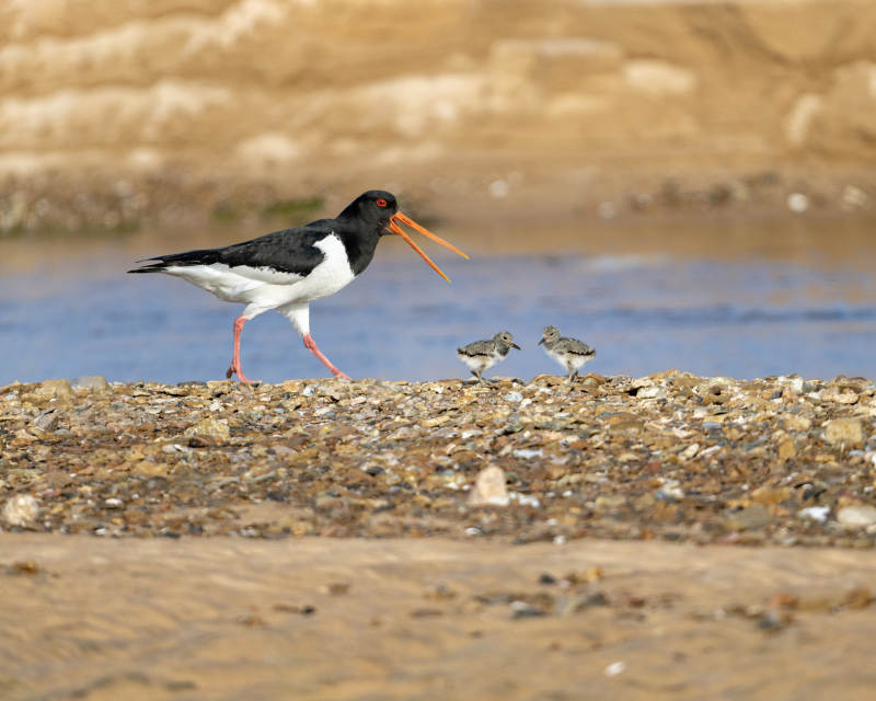 鸟儿与幼崽在河边图片