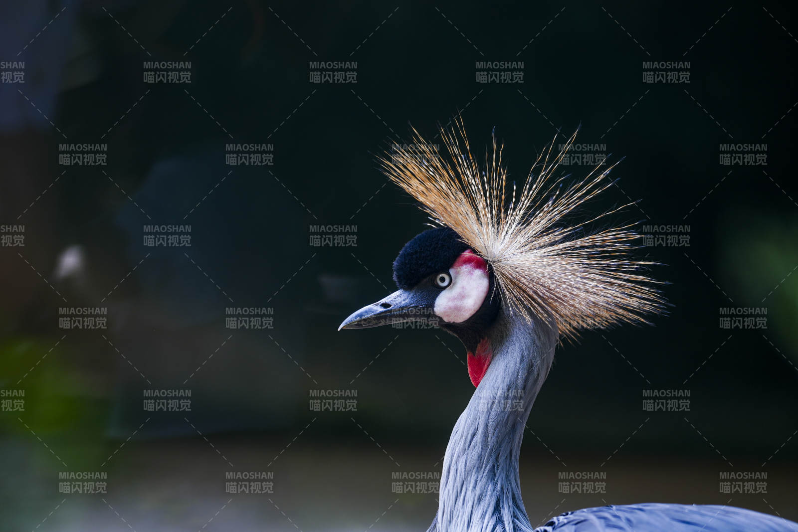 黑冠鹤的优雅姿态图片