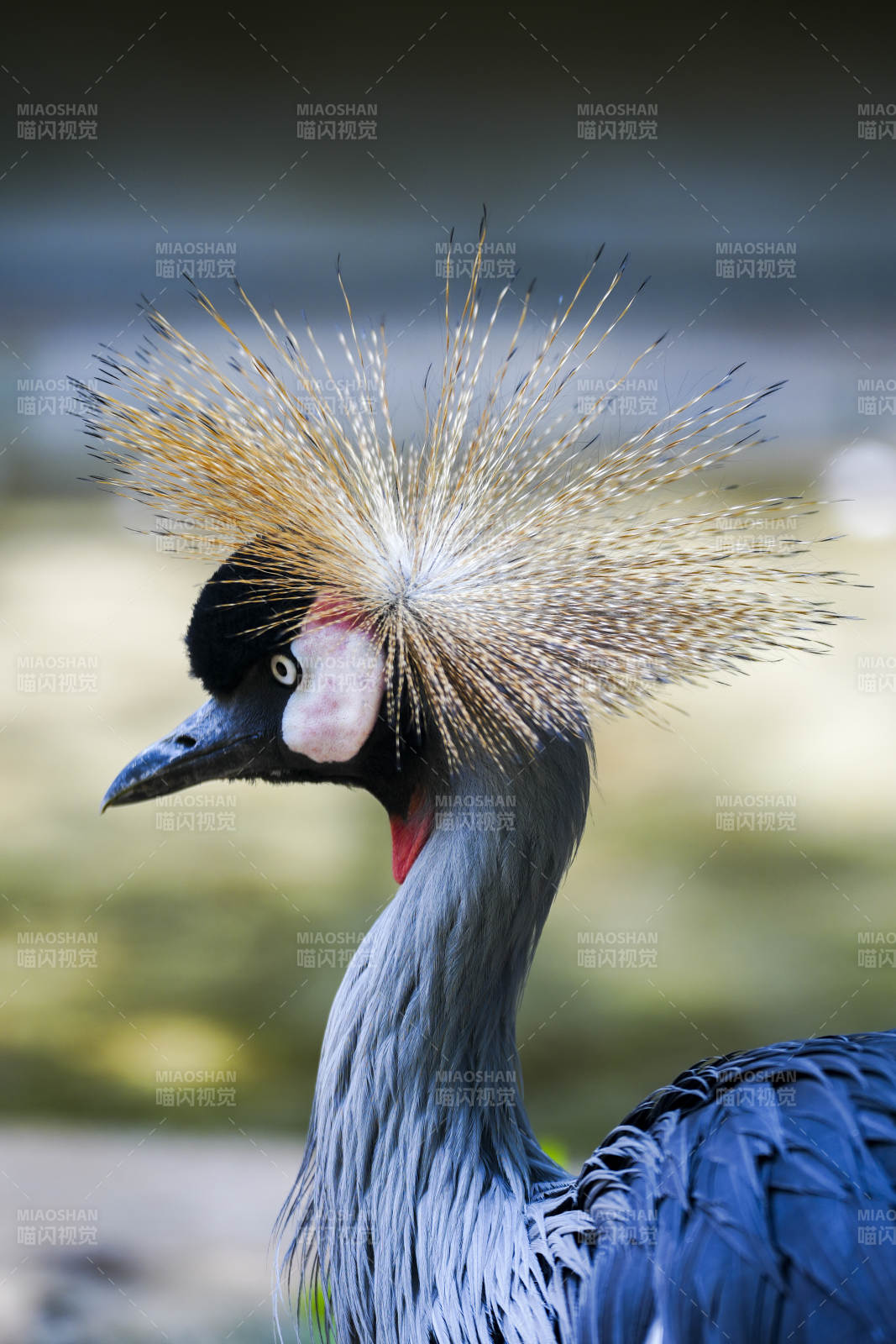 优雅的冠鹤图片