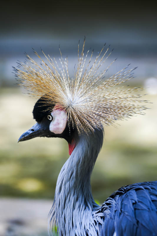 优雅的冠鹤图片