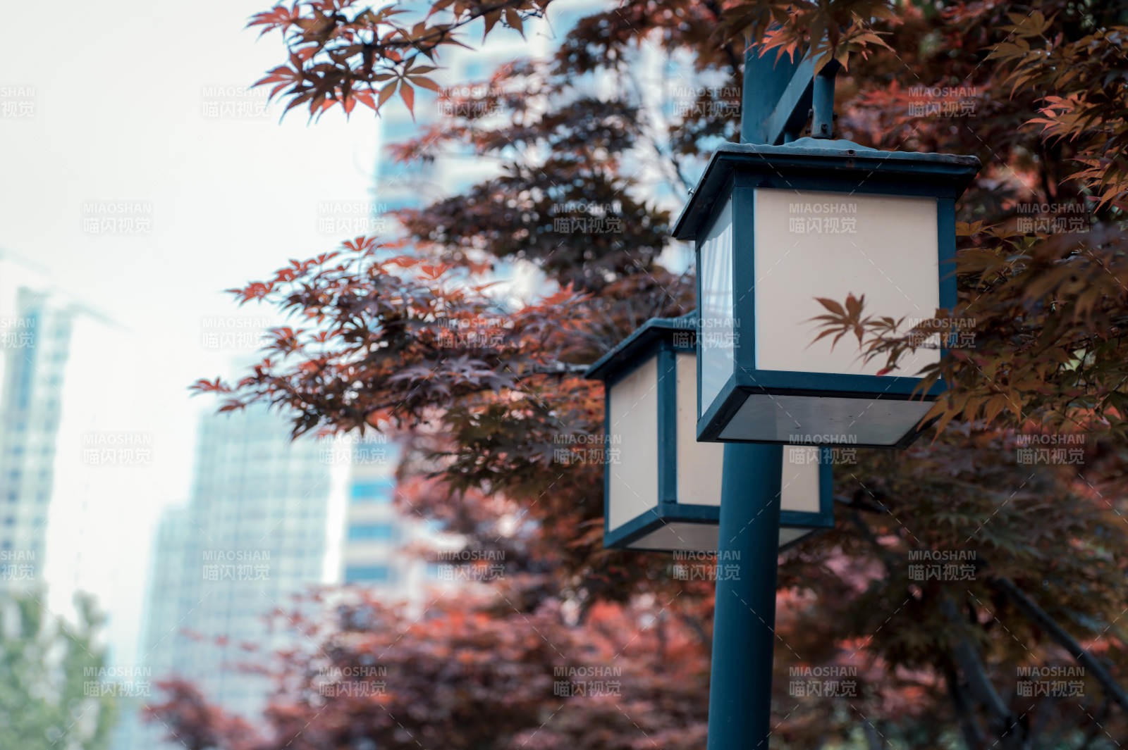 城市秋景中的路灯图片