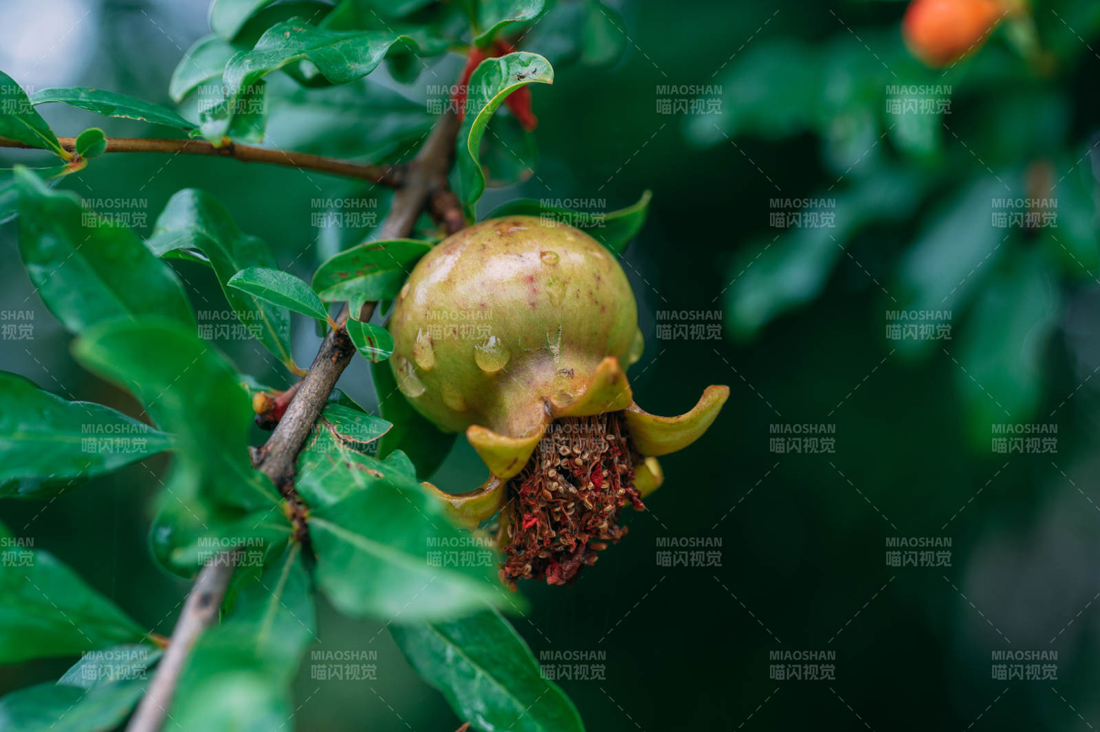石榴果实挂在枝头图片