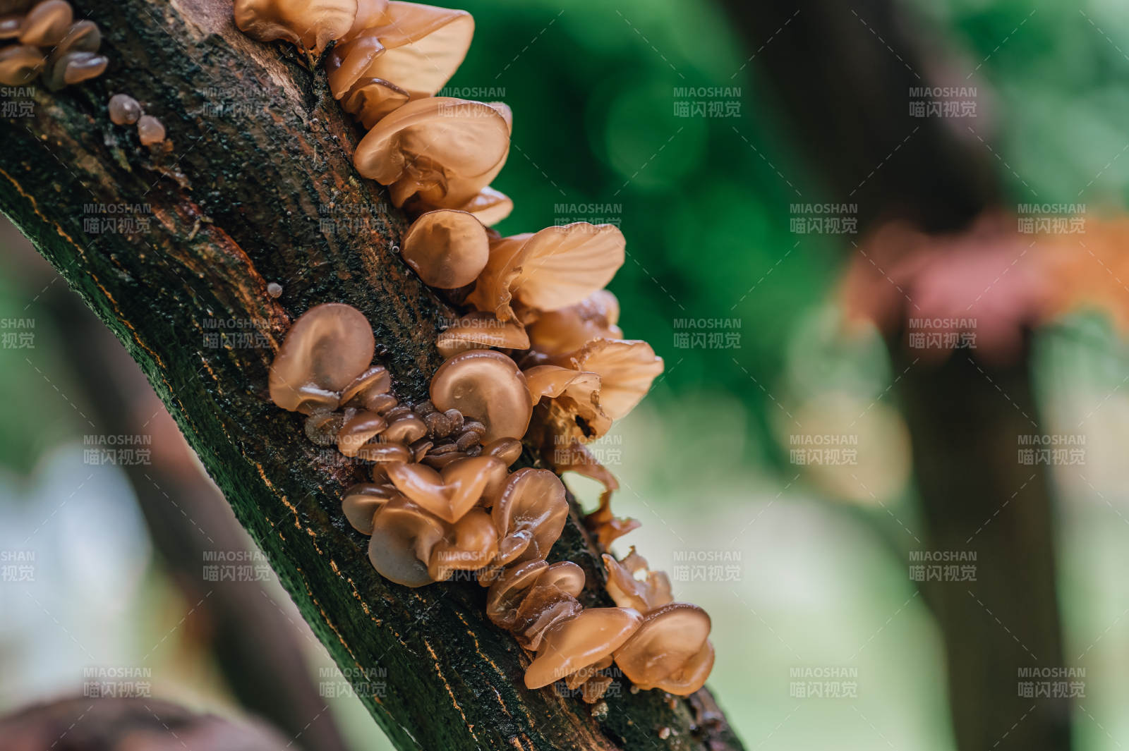 树干上的鲜木耳图片