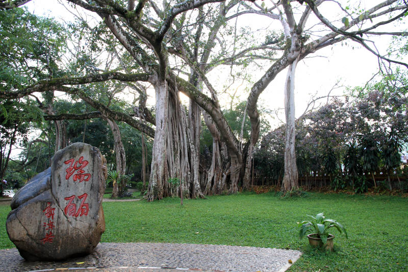 云南瑞丽独木成林图片