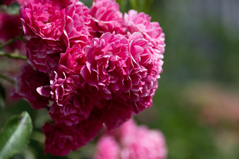 簇拥的花朵图片