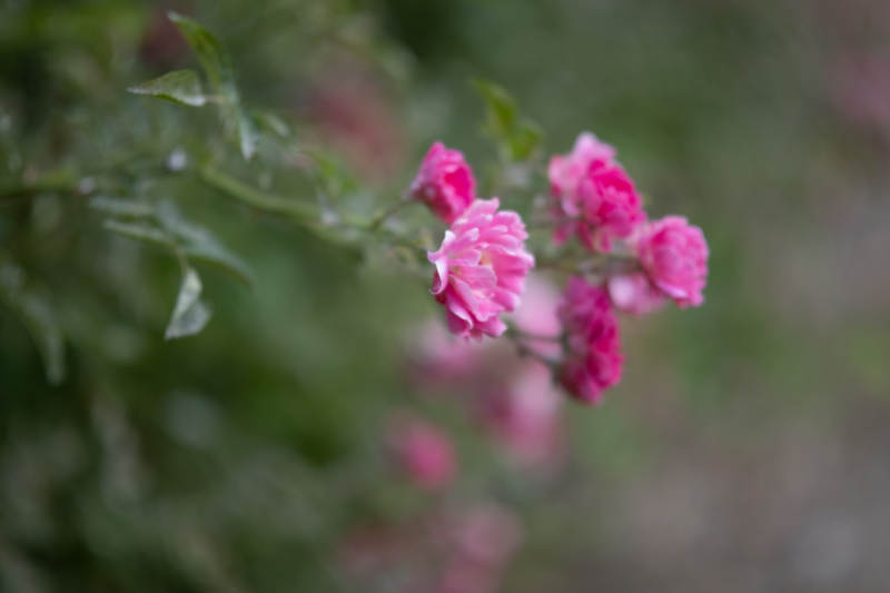 粉色花朵的柔美瞬间图片