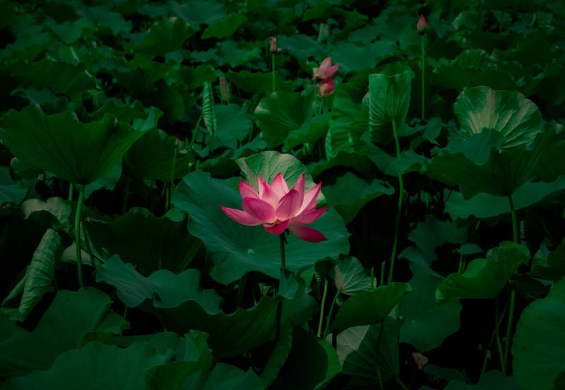 暗夜中的粉色莲花图片