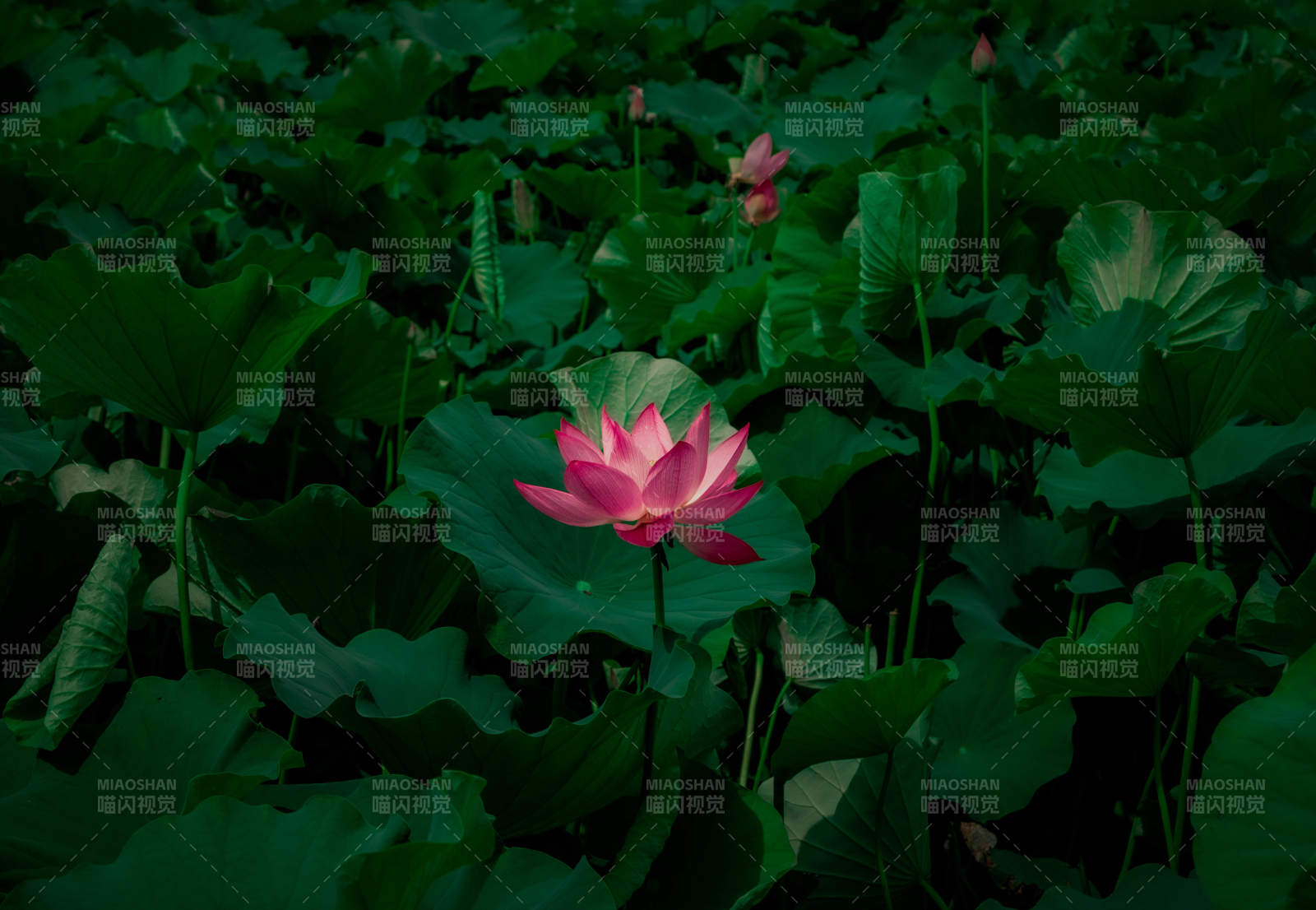 暗夜中的粉色莲花图片