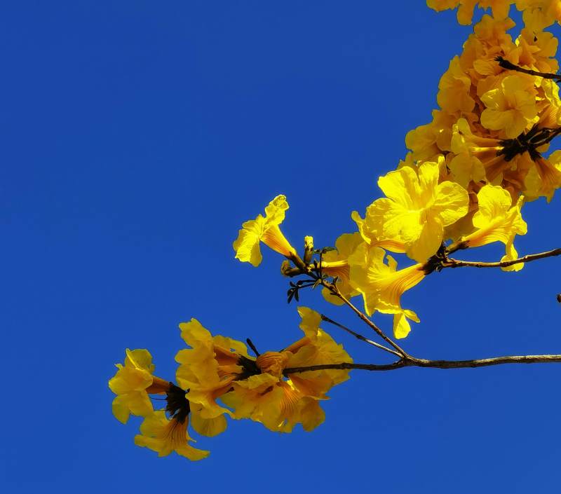 金黄花开映蓝天图片