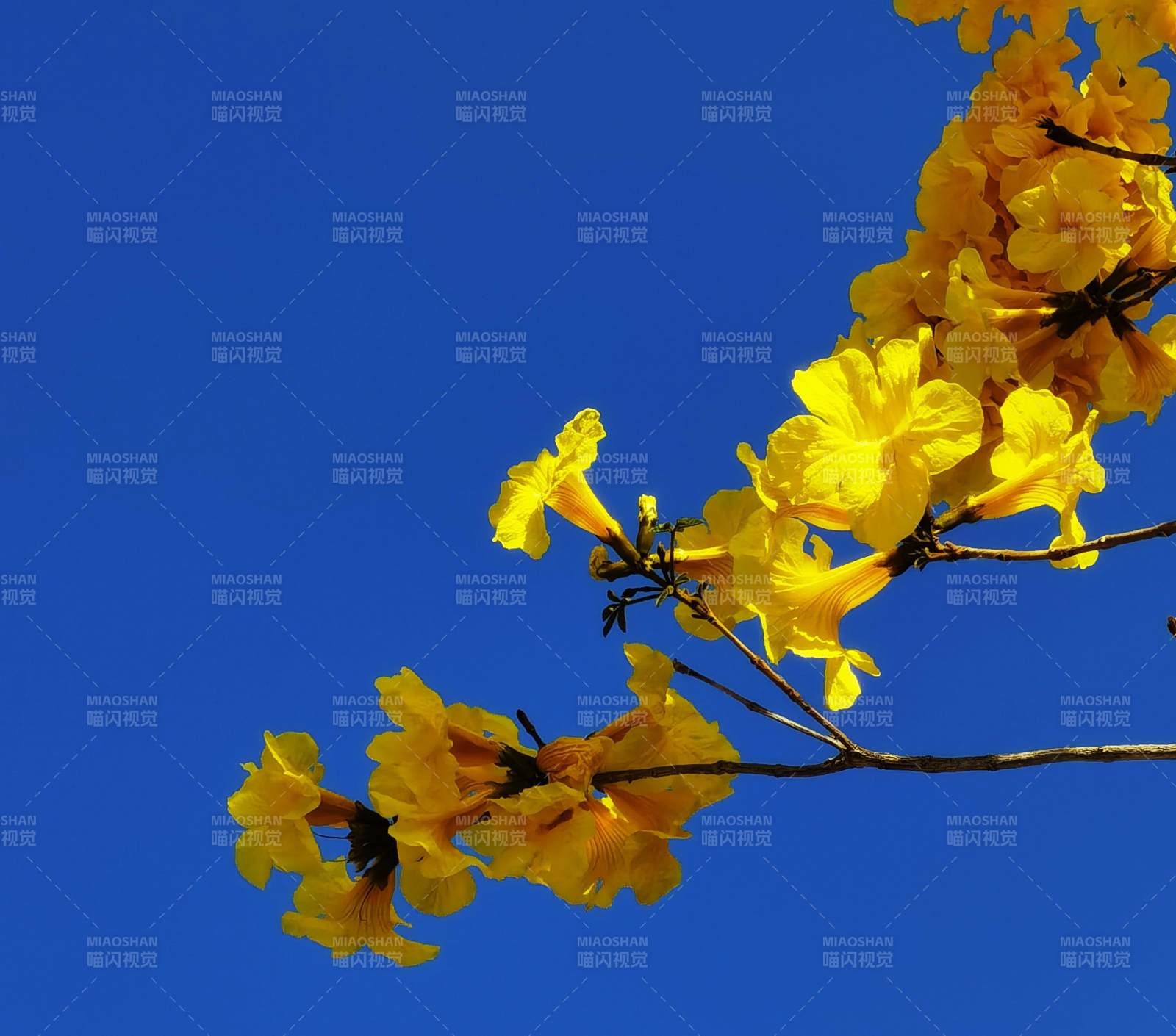 金黄花开映蓝天图片