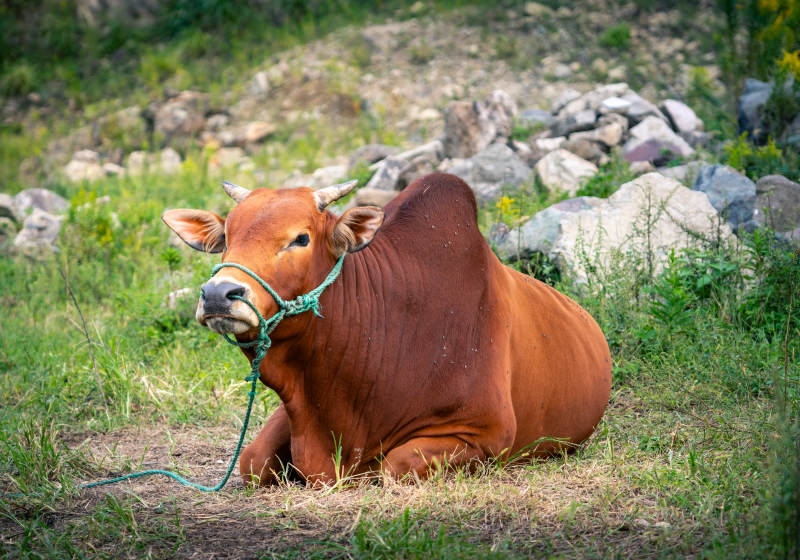 休息的黄牛图片