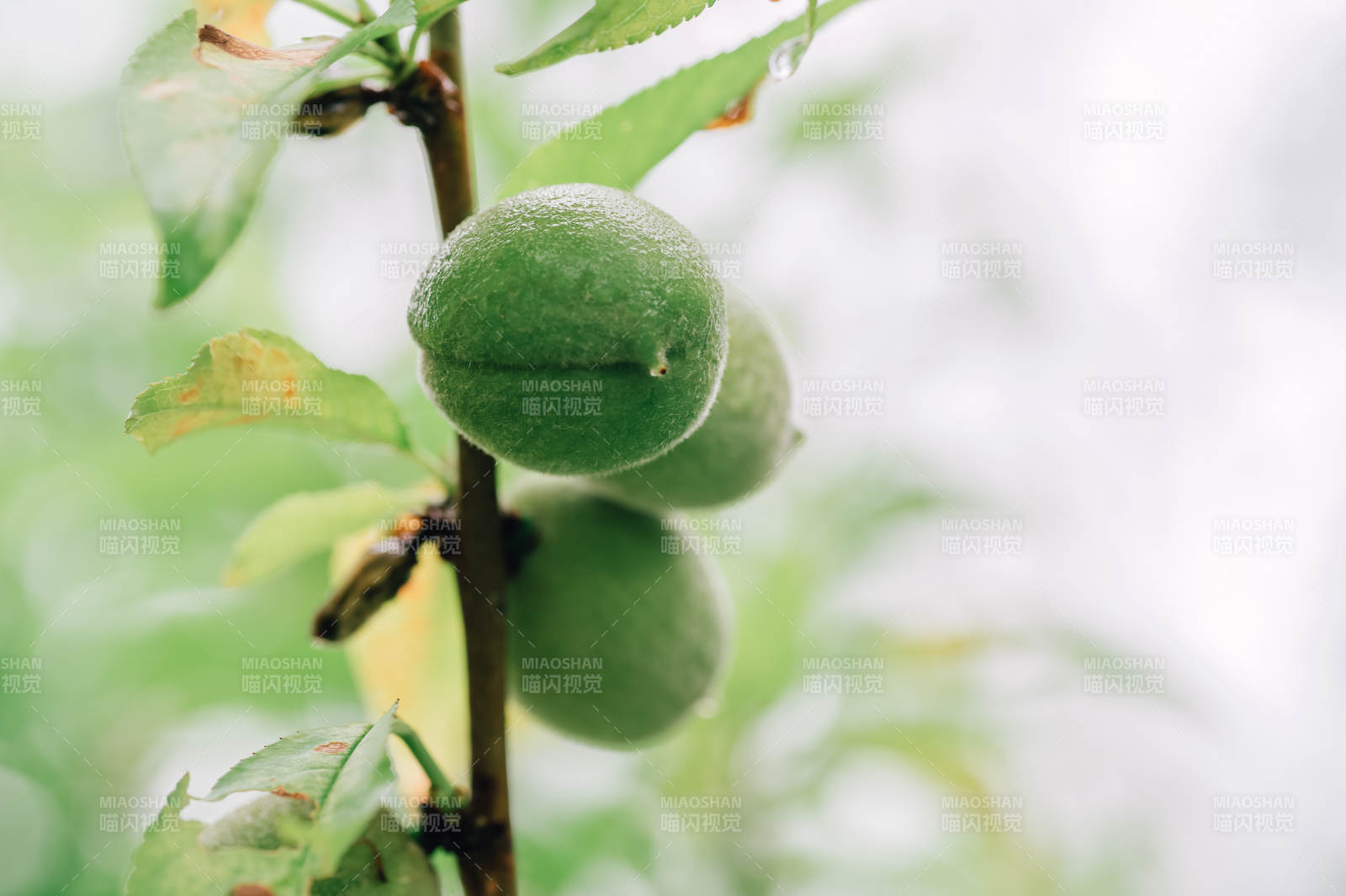 青涩果实挂枝头图片