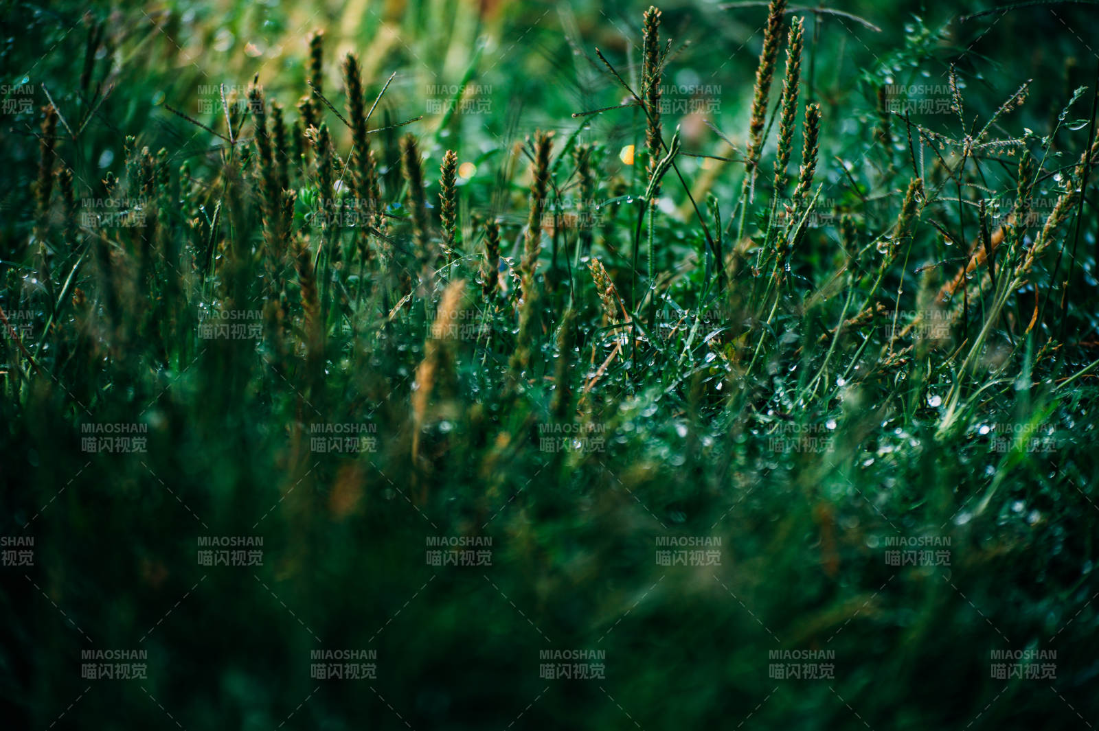 晨露中的草地图片