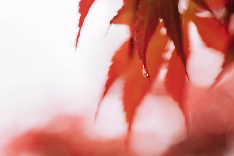 秋叶上的露珠图片