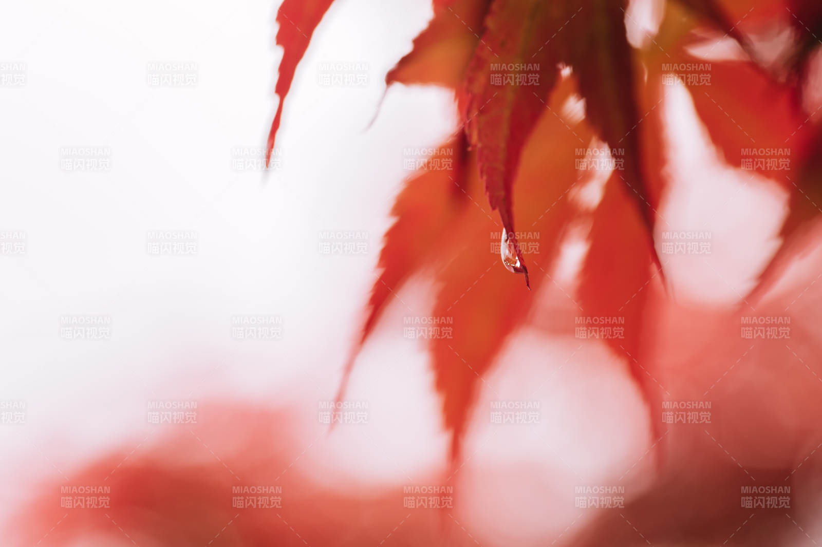 秋叶上的露珠图片