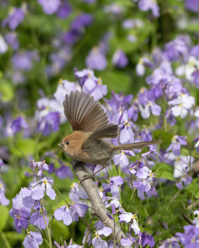 鸟儿在花间展翅图片