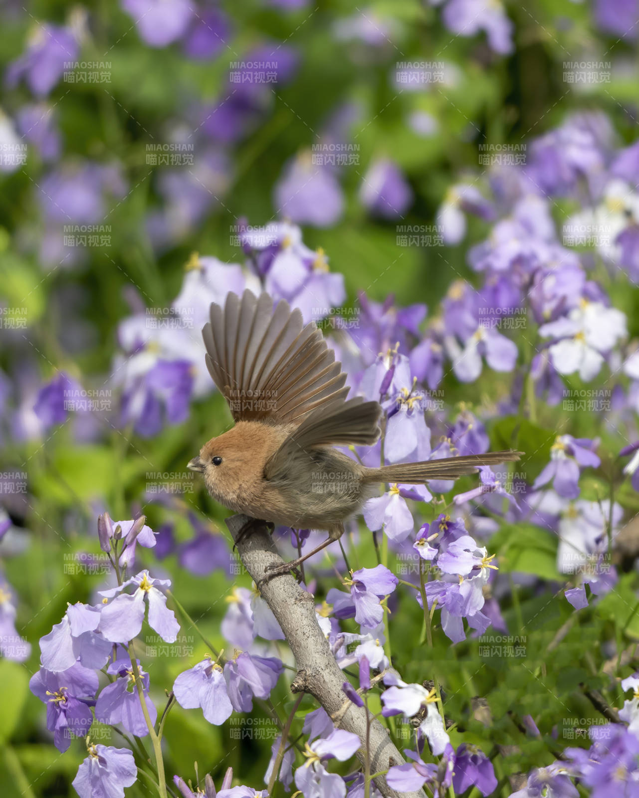 鸟儿在花间展翅图片