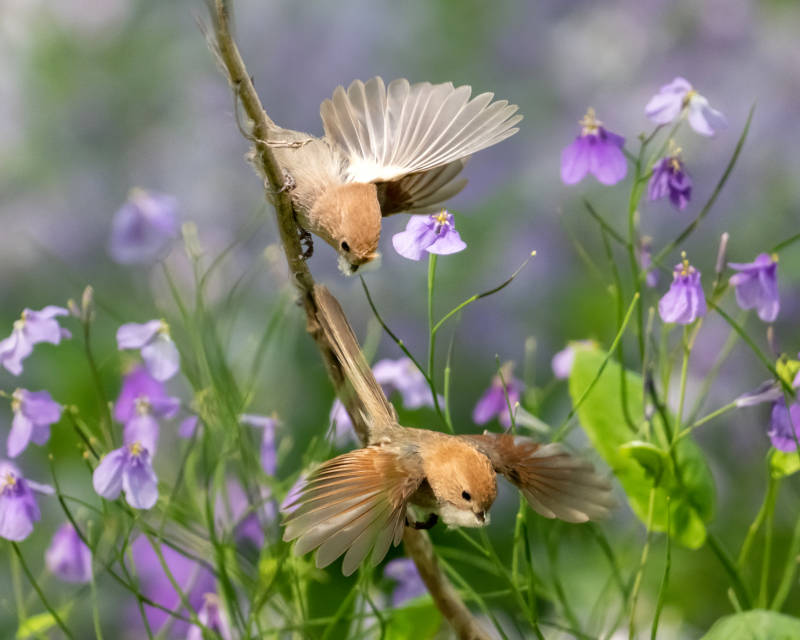 鸟儿花间舞图片