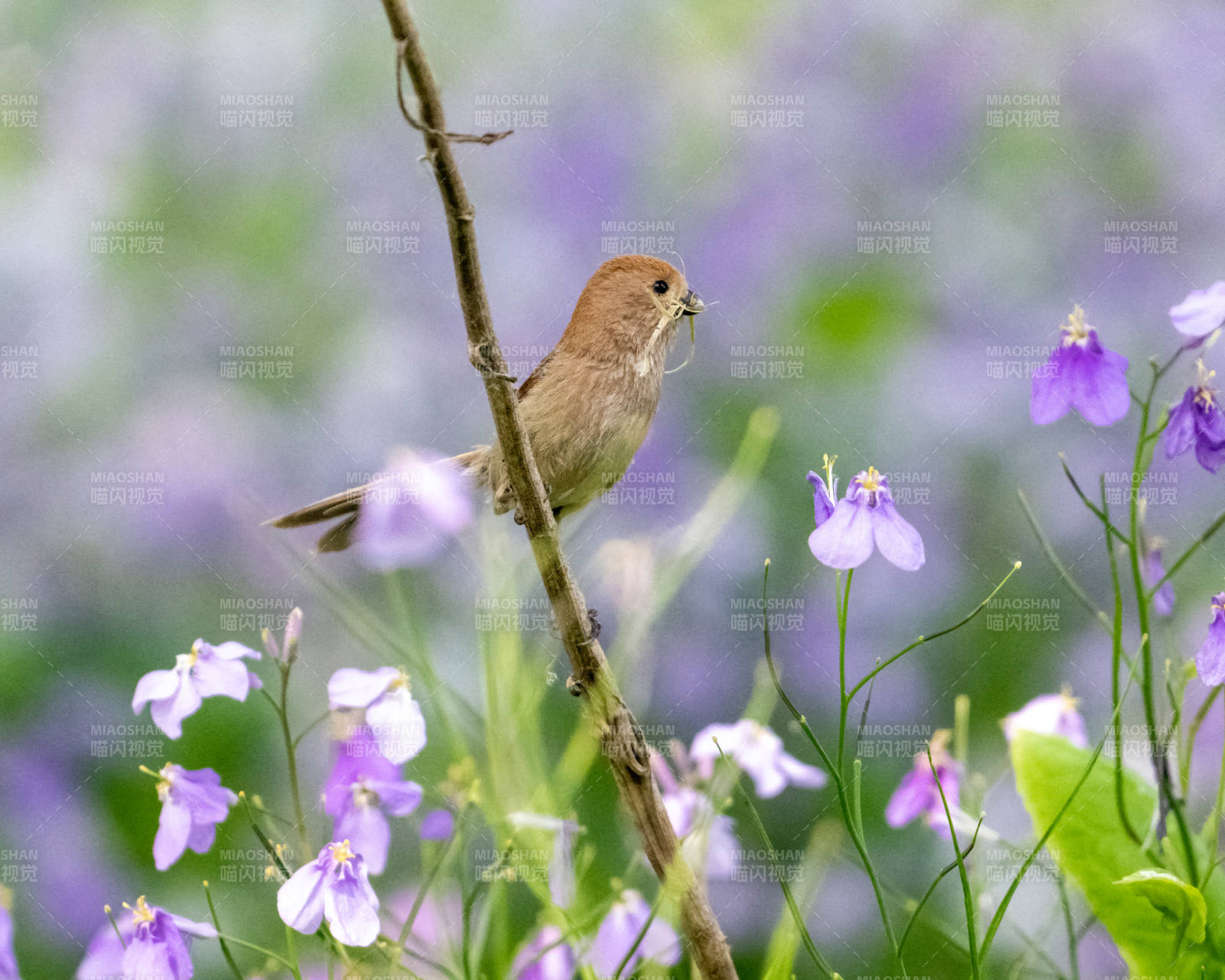 鸟儿与紫色花海图片
