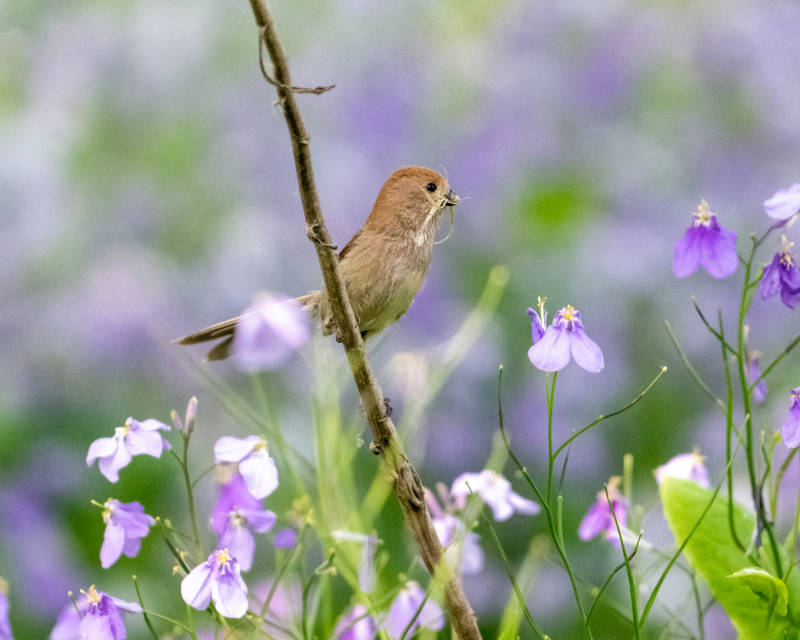 鸟儿与紫色花海图片
