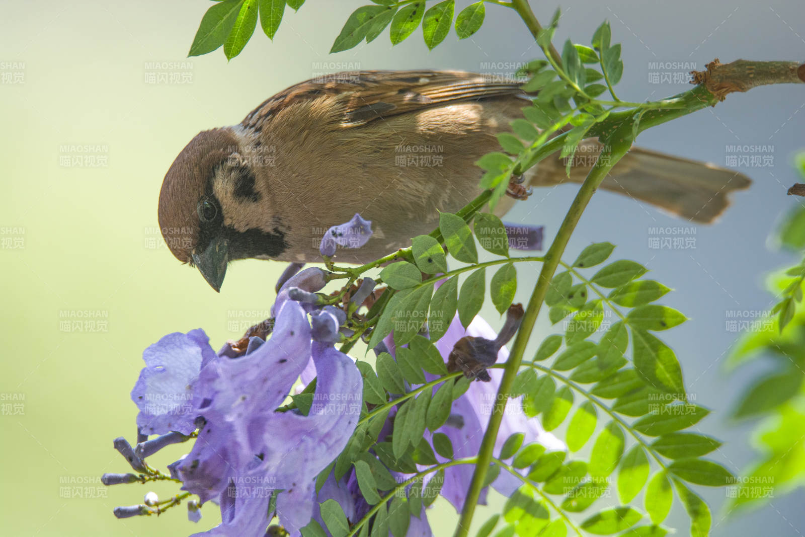 鸟儿与蓝花楹图片