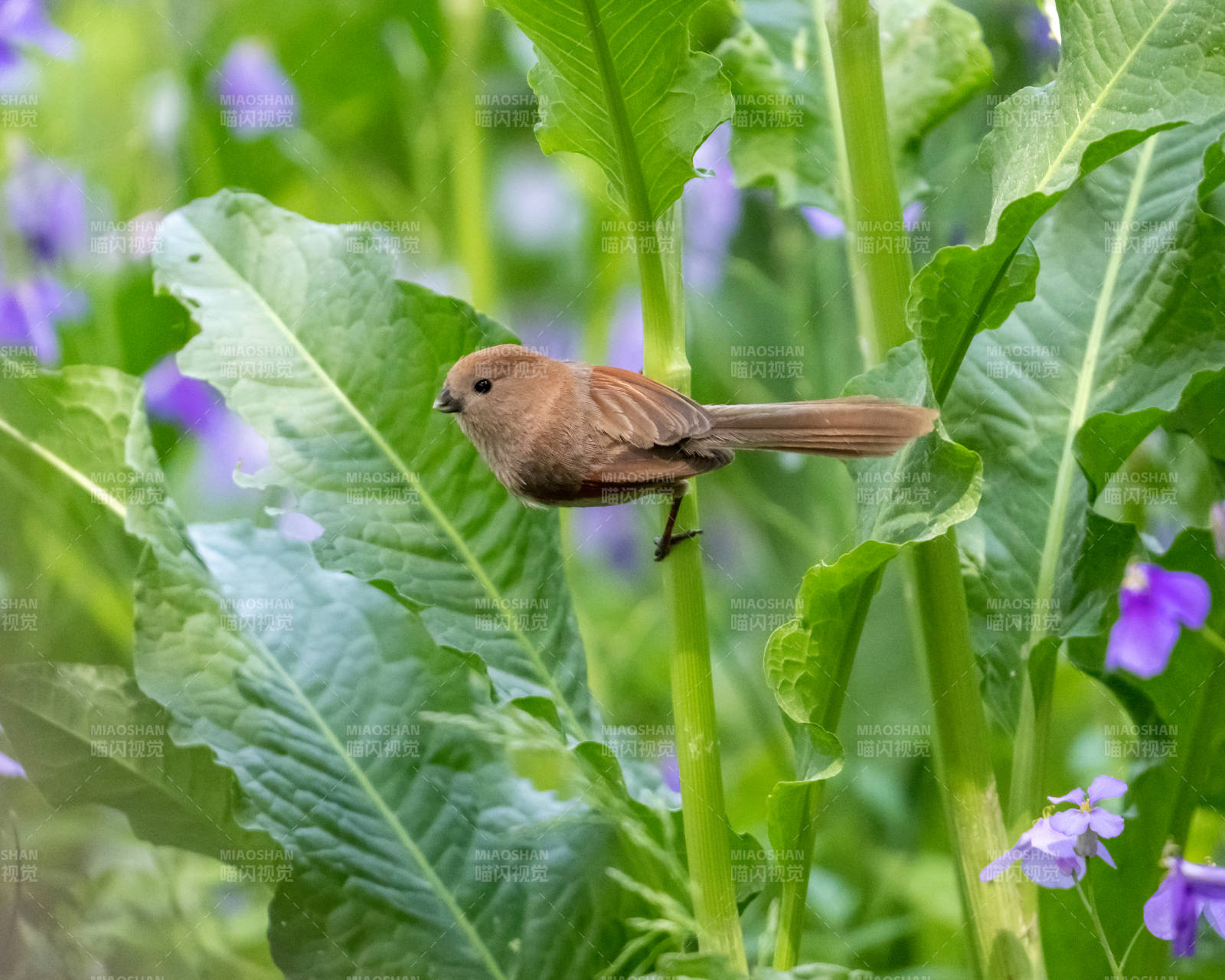 小鸟栖息在绿叶间图片