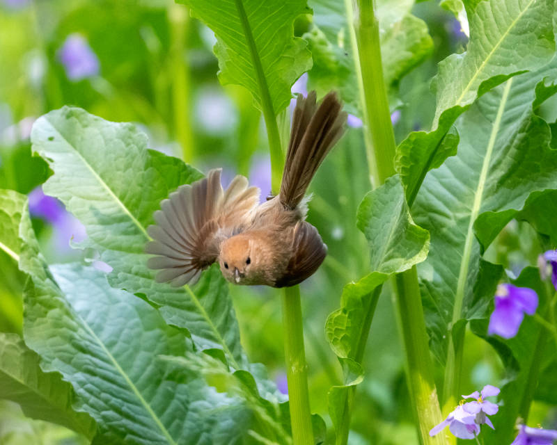 小鸟穿梭花叶间图片