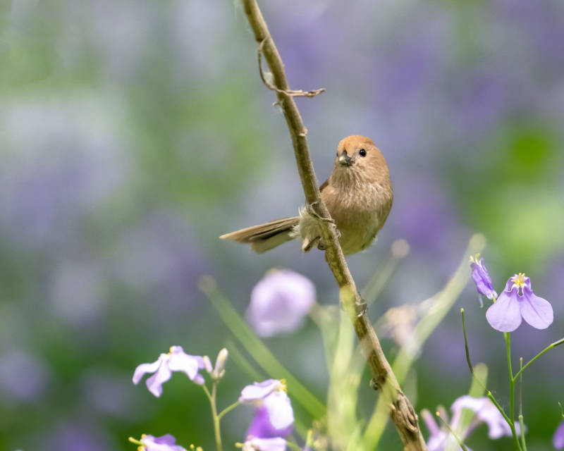 小鸟栖息花间图片