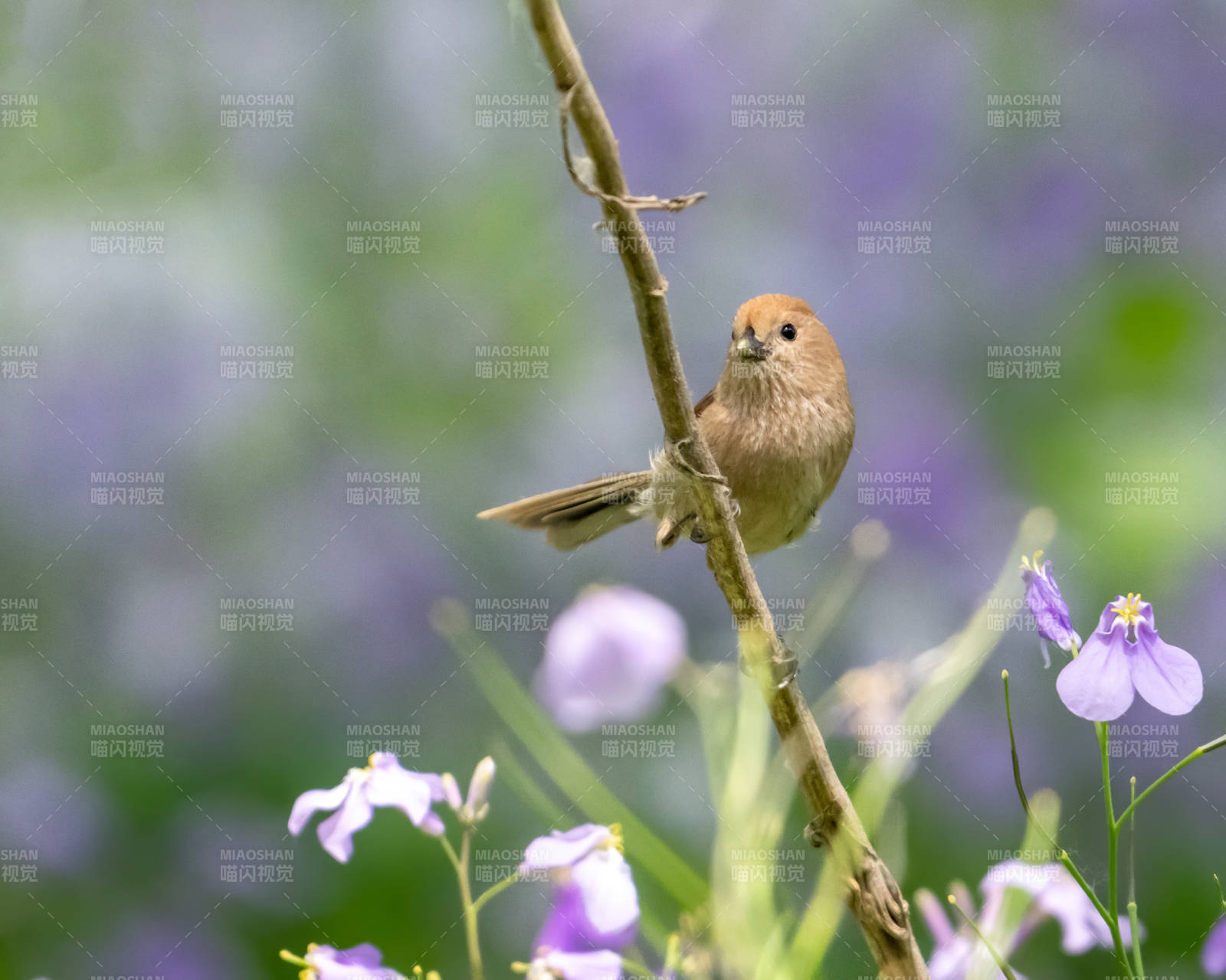 小鸟栖息花间图片