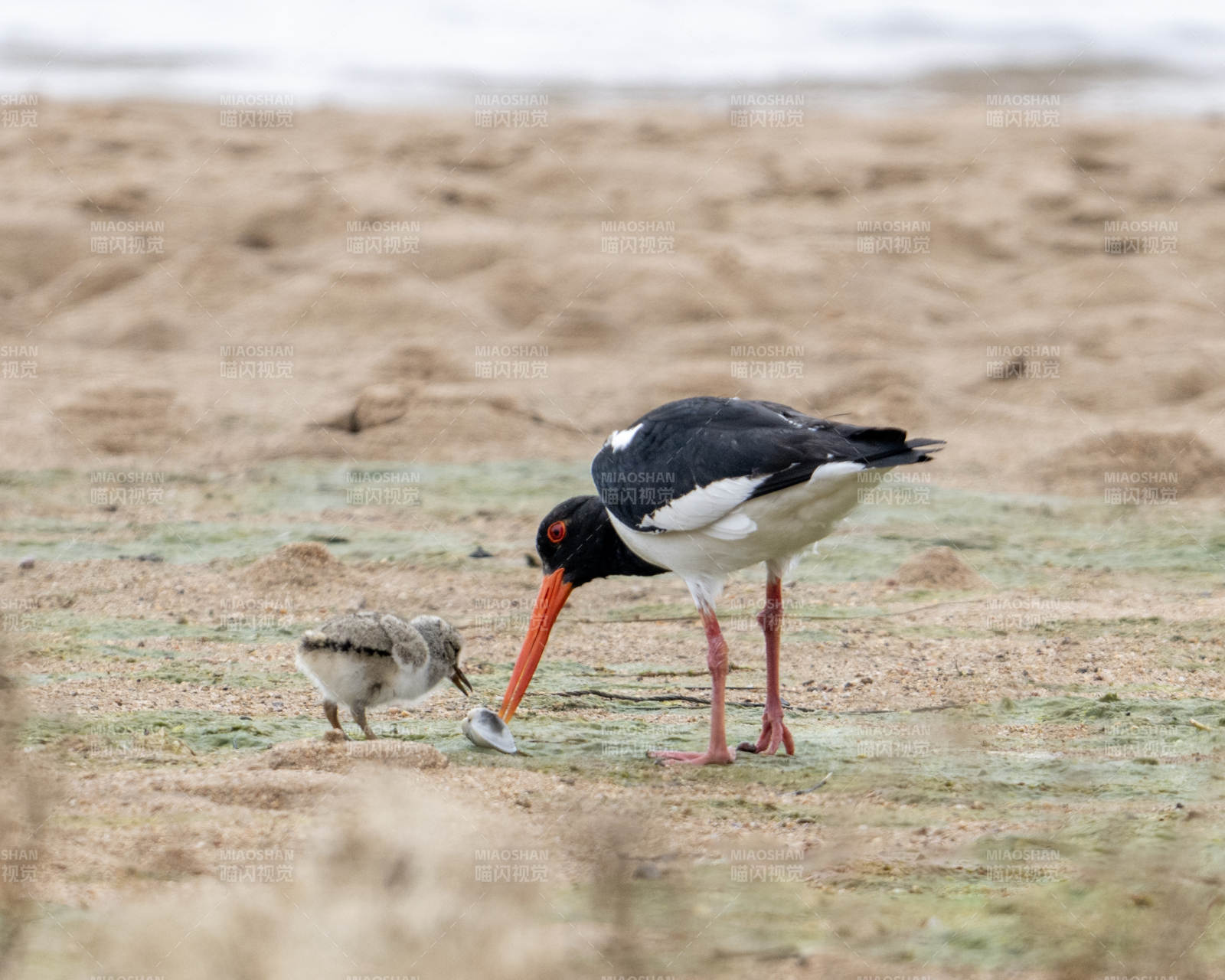 鸟儿与幼雏共享美食图片