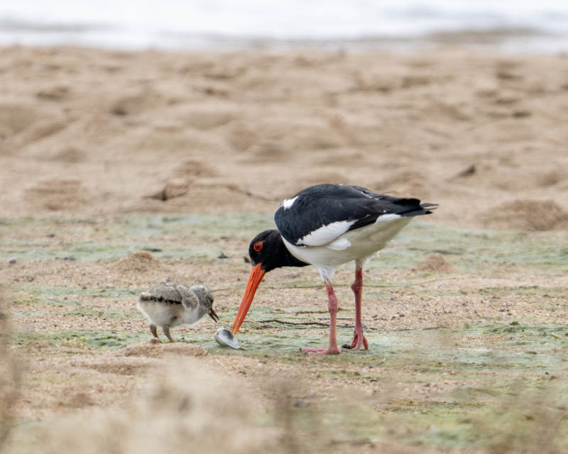 鸟儿与幼雏共享美食图片