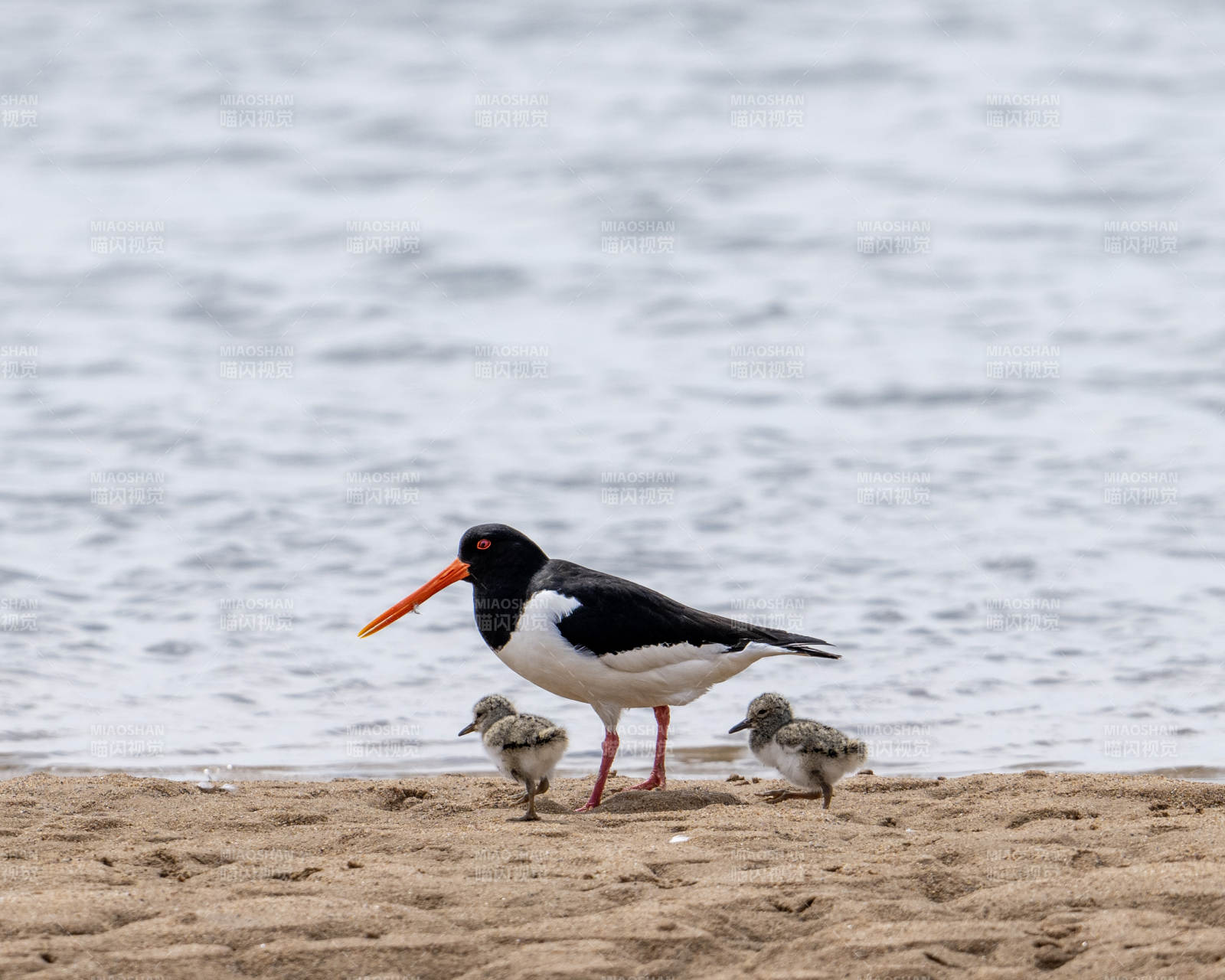 鸟与幼雏海滩漫步图片