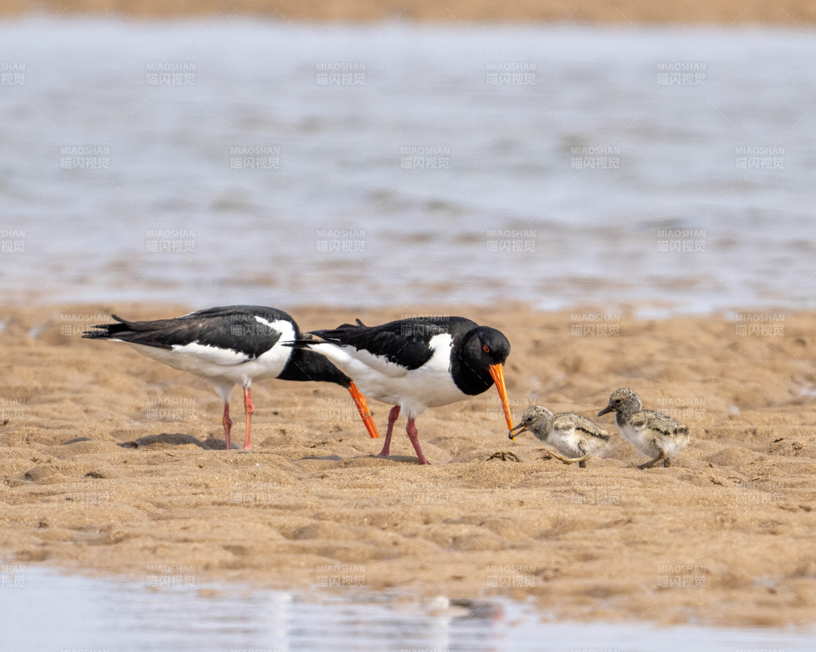 鸟类亲子时光图片